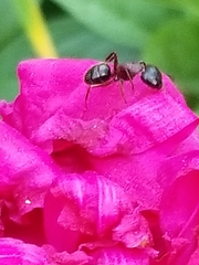Camponotus novaeboracensis