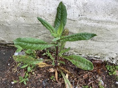 Helminthotheca echioides