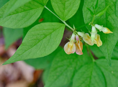 Vicia oroboides