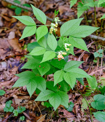 Vicia oroboides
