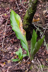 Anthurium paraguayense