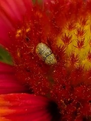 Trigonorhinus limbatus