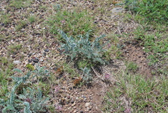 Astragalus mollissimus
