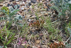 Astragalus mollissimus