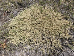 Atriplex watsonii