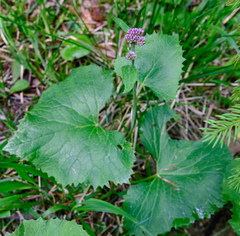 Adenostyles alliariae