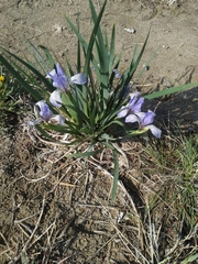 Iris lactea biglumis