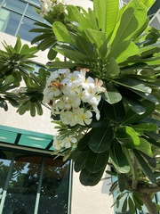 Plumeria obtusa