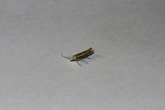 Isophrictis lineatellus