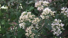 Gymnanthemum capense