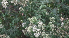 Gymnanthemum capense