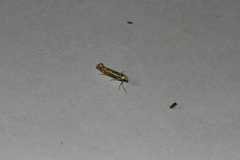 Isophrictis lineatellus