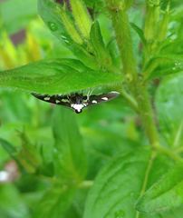 Desmia maculalis