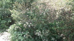 Gymnanthemum capense