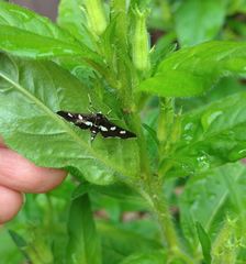 Desmia maculalis