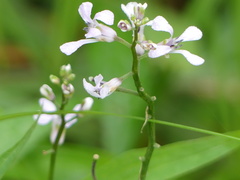 Iodanthus pinnatifidus
