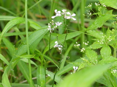 Iodanthus pinnatifidus