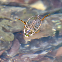 Dytiscus marginalis