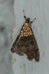 Agrotera