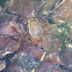 Dytiscus marginalis