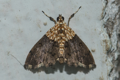 Agrotera