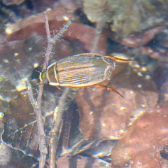 Dytiscus marginalis
