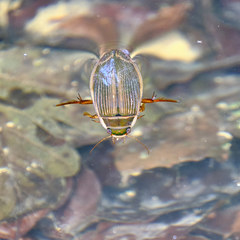 Dytiscus marginalis