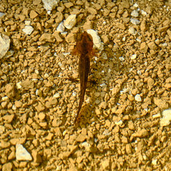 Ichthyosaura alpestris