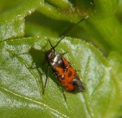 Neoheliodines nyctaginella