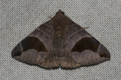 Bastilla