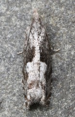Catastega timidella