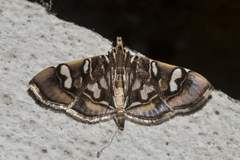 Chabula telphusalis