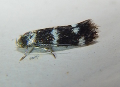 Elachista illectella