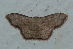 Idaea craspedota