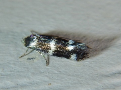 Elachista illectella