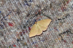 Rhodostrophia calabra