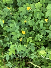 Arachis pintoi