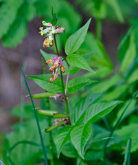 Vicia oroboides