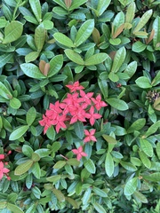 Ixora coccinea