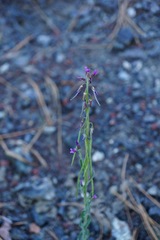 Boechera subpinnatifida