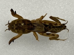 Neoscapteriscus abbreviatus