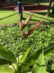 Heliconia psittacorum