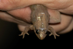 Leptodactylus podicipinus