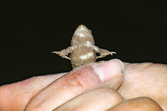 Leptodactylus podicipinus