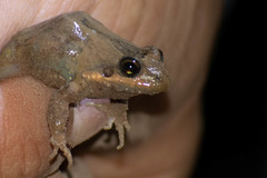 Leptodactylus podicipinus