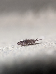 Orchesella villosa