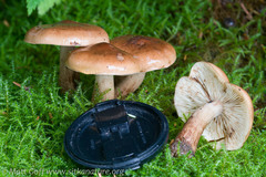Tricholoma pessundatum