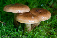 Tricholoma pessundatum