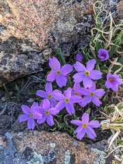 Primula angustifolia