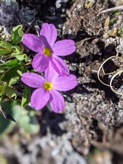 Primula angustifolia